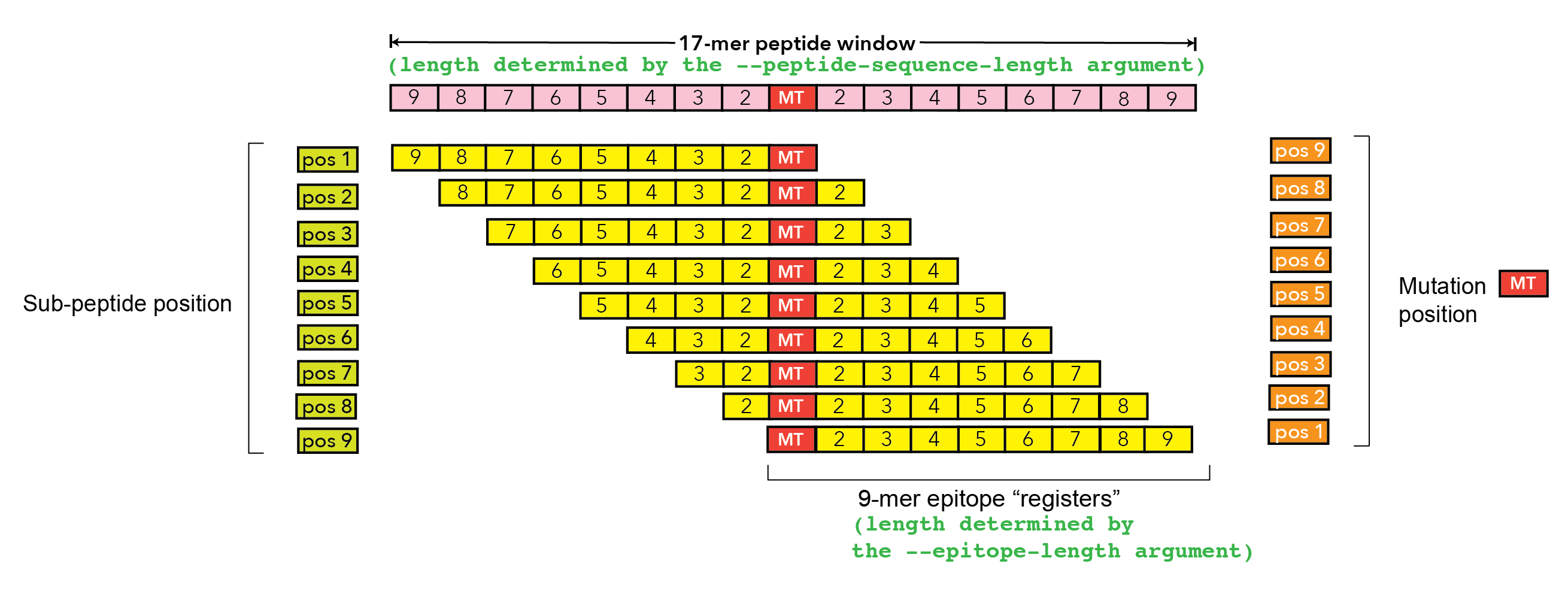 pVACseq ouput file columns illustration